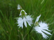 ibokororĩqCSrn̓eʐ^1