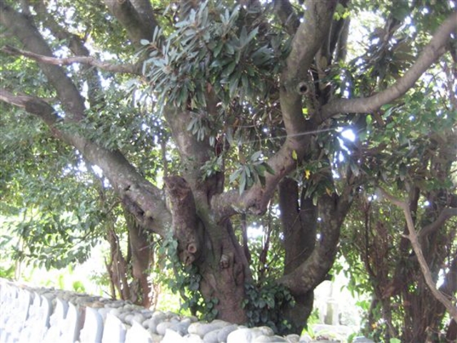 �ʔV�Y�̃A�R�E