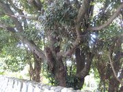 ��߂���̋ʔV�Y�̃A�R�E�̓��e�ʐ^1