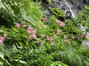 ܂܂ς񂾂̖鍳r̓eʐ^1