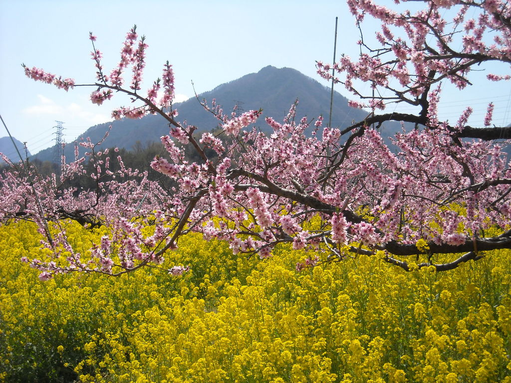 全国 春を感じる 桃の花 の名所25選 見頃時期にあわせて行きたいピンクの絶景 じゃらんニュース