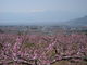 寅吉さんの一宮町の桃の花への投稿写真4