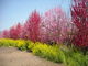 寅吉さんの一宮町の桃の花への投稿写真2