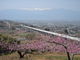 寅吉さんの御坂町の桃の花への投稿写真3