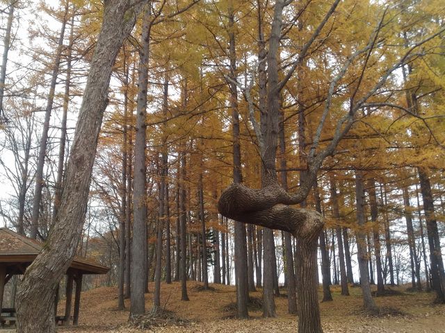 ���܂ōs���Ƃ���ȕς�����`�̖؂��I_�㈰�ʌ���