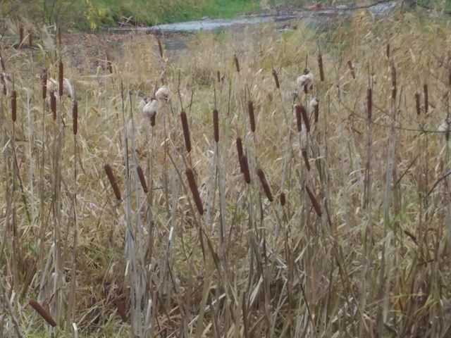 �K�}�̕䂪��������_�㈰�ʌ���