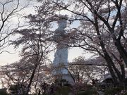 ܂[܂񂳂̑D隬̍̓eʐ^1