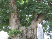 Ղ邯񂳂̓̑PL̓eʐ^1