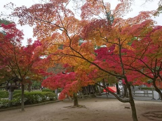 紅葉が美しい境内_武田神社
