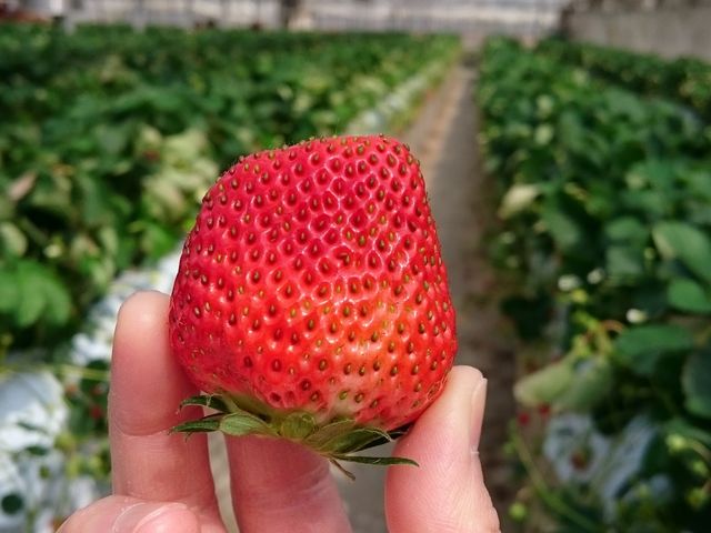 ������_�������͂������e