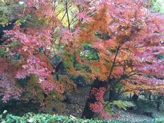 成田山公園の紅葉の口コミ一覧 じゃらんnet