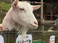 񂿂񂳂̍䥗΂̃~[WA n[xXg̋uւ̓eʐ^1