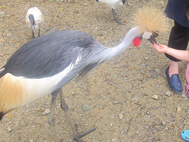 �G�T���_�l�I�p�[�N�I�L�i��