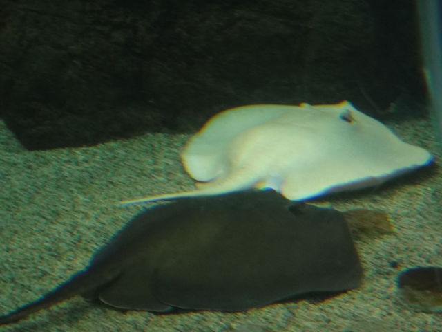 ���֎s�������̂��������فE�C����