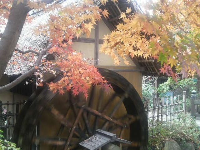 ���Ƃ��񂳂�̐[�厛���Ԋق̓��e�ʐ^2