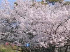 アクセルゼンカイさんの常盤公園の桜への投稿写真1