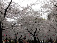 時期が合えば 鶴舞公園の 花まつり の口コミ じゃらんnet