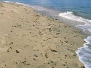 �A�N�Z���[���J�C����̒j�ؓ�����L�����v��̓��e�ʐ^1