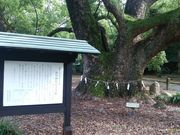 Ol|_ЁiB@lʋ{j̓eʐ^2