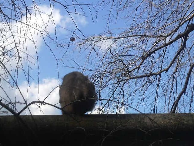 ��L�_�Ђ̒����̏�ł��K��~���j�z���U���̌��p_��L�_��