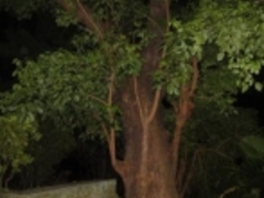 pl̎񗢋钬̑AJMւ̓eʐ^1