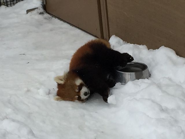 ���b�T�[�p���_���킢�����܂����B_�~�R������