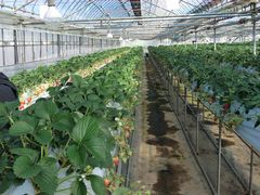 tabigaerú`zƑňb݁`Ό_ւ̓eʐ^1