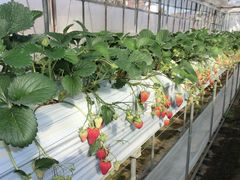 tabigaerú`zƑňb݁`Ό_ւ̓eʐ^2