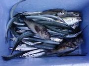 񂳂񂳂̃xCTChr[`̓eʐ^1