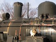 ڂ肳̏Xe[Vp[NiʂLESLLOLj̓eʐ^12