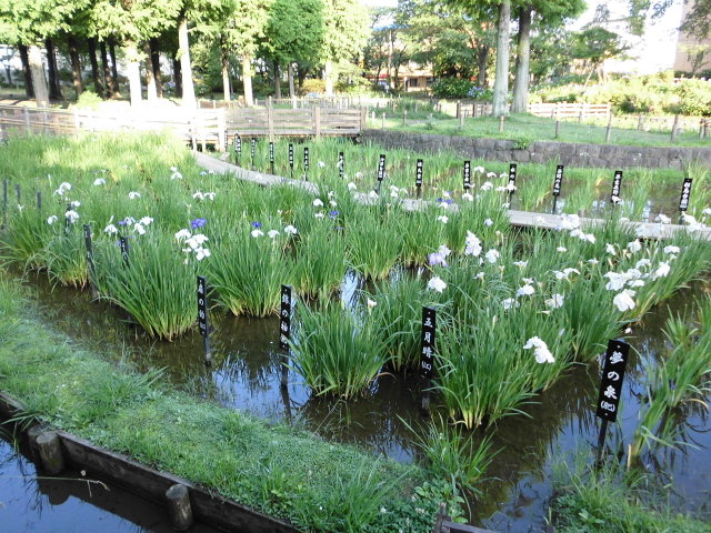 �F�X�Ȏ�ނ̂��̂��A���Ă���_���傤�ԏ������̃n�i�V���E�u