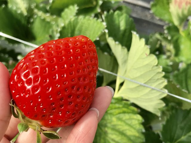 ����Ȃɑ傫���ĊÂ��W���[�V�[�ȃC�`�S����R�ł����B_�����������