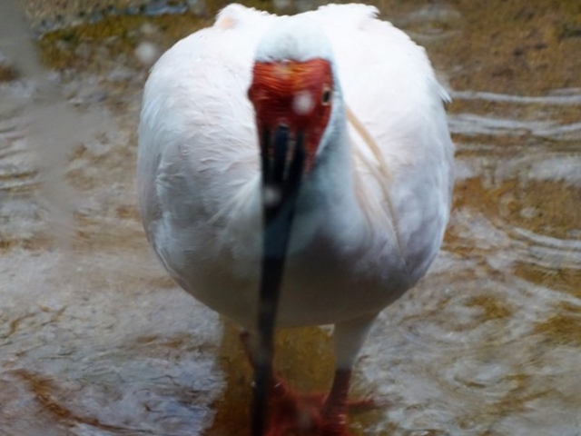 �K���X�z���ł����E�E_�g�L�̐X����