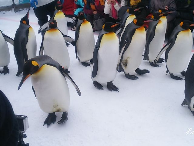 ���U���X�^�[�g�B��{�I�Ɉ�����~�G�̂݁B���`���`���������������B�K���ł��B_���R������