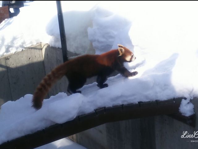 ��ł��f���������I���b�T�[�p���__���R������