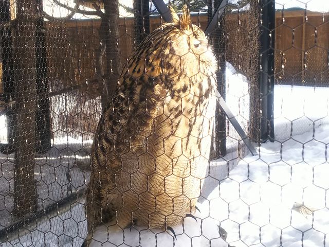 ���Ȃ��ڂ������������ł���(��)�g�g���݂���(��)_���R������