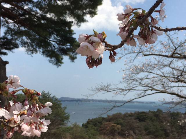 桜with青い空青い海_西行戻しの松公園の桜