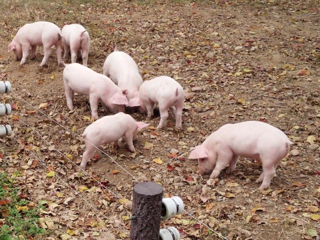 �{�Y�Z���^�[_�򕌎s�{�Y�Z���^�[����