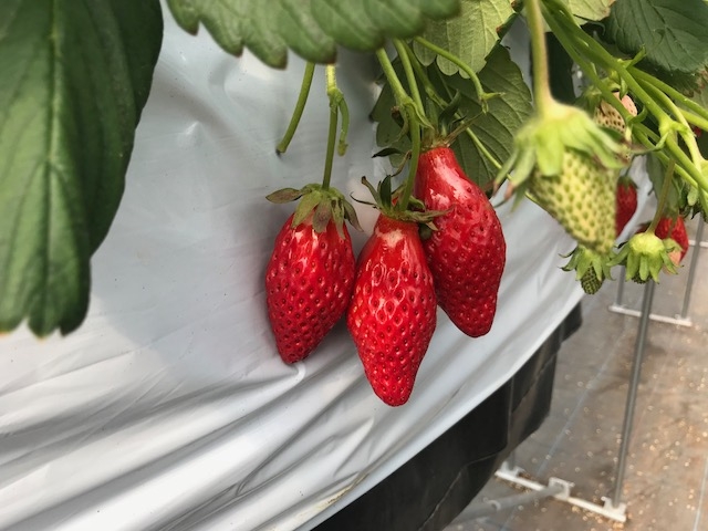 ���n�Ŏ�������Ă܂��B_�������̉���