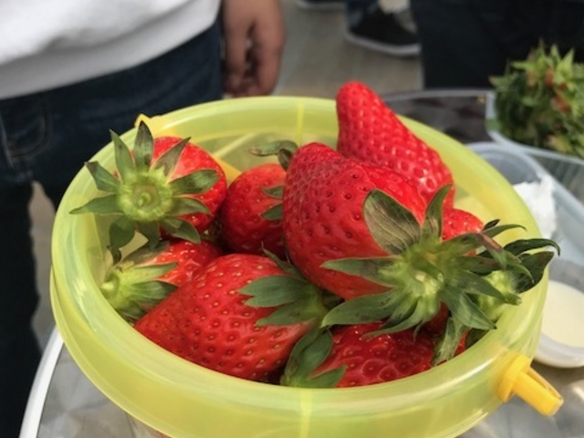 �o�P�c�ɃC�`�S�������Ă��Ă������H�ׂ��܂��B_�������̉���