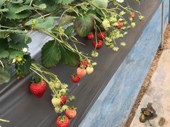 hanataro77̂܂قt@[ւ̓eʐ^1