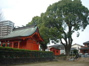 Ԃ񂳂̌܍_Ђ̓eʐ^2