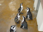 Ԃ񂳂̋vĎsރZ^[̓eʐ^1