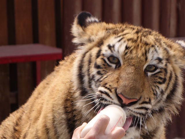 ��������񂪃~���N�����܂��Ă��錄�ɐG��܂�_����Ƃ蓮����