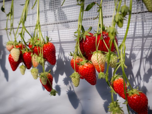 �Y��ȃC�`�S�ł����I_BERRYHOUSE