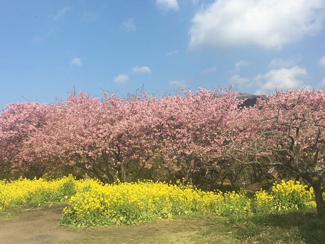 ؂̉ԂƉ͒Í_͒Í܂