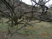 ��������񂳂�̓���V�_�痴�~�̓��e�ʐ^1