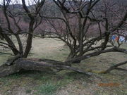 ��������񂳂�̓���V�_�痴�~�̓��e�ʐ^2