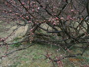 ��������񂳂�̓���V�_�痴�~�̓��e�ʐ^3