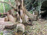 i̐c̃TLV}XIE̖؂̓eʐ^1